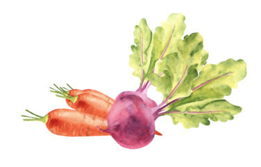 Vegetable composition for juice. Carrot and beet root. Hand drawn botanical watercolor illustration isolated on white background. Vintage stile.