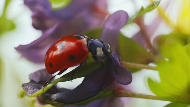 Close-up shot of a red ladybug gently resting on the petals of blooming flowers, showcasing the vibrant colors and detail of spring flora