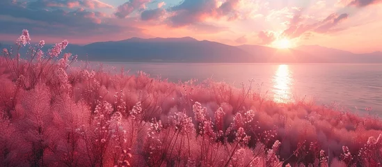 Foto op Plexiglas beautiful pink landscape, Republic of Korea © Zam