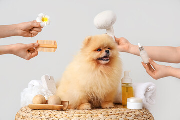 Cute Pomeranian dog and hands with spa accessories on pouf against light background