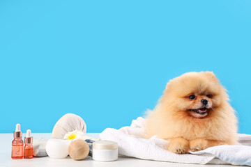 Cute Pomeranian dog with spa accessories on table against blue background