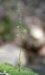 Tiny leaved epipactis (Epipactis microphylla), inflorescence, Domusnovas (Carbonia Iglesias) Sardinia, Italy.