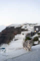 Portrait of Cat on a Greek Island