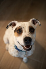 portrait of a white dog