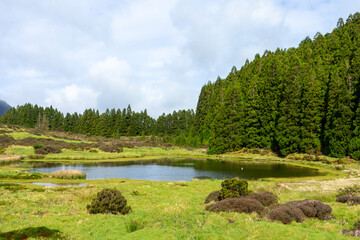 Serene coniferous forest at Lagoa do Negro, Terceira Island, Azores. Majestic trees and tranquil waters offer a peaceful escape.  © Jmanita