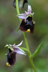 A rare endemic orchid, Ophrys chestermanii in Sardinia, Italy.  Domusnovas (Carbonia Iglesias)
