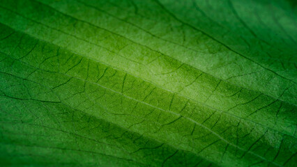 Background texture green leaf structure macro photography.