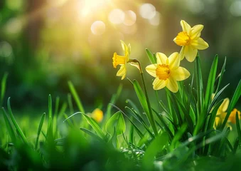Store enrouleur occultant Vert Vibrant Spring Daffodils Basking in Warm Sunlight in Lush Meadow