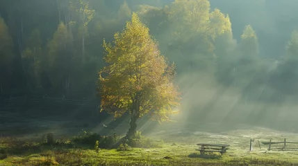 Foto op Plexiglas  A hazy meadow, dotted with trees, benches under a warm sun's rays © Anna