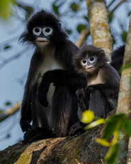 Phayre's leaf monkey