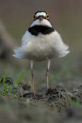 Little Ringed Plover
