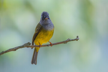Grey-headed Canary Flycatcher