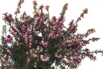 Erica carnea in bloom, the winter heath, winter-flowering heather, spring or alpine heath,  species of flowering plant, on white background