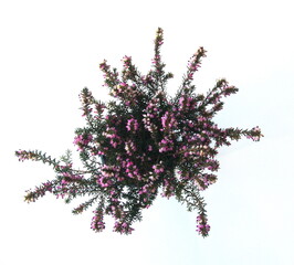 Erica carnea in bloom, the winter heath, winter-flowering heather, spring or alpine heath,  species...