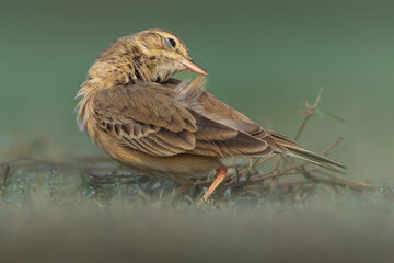 Paddyfield Pipit