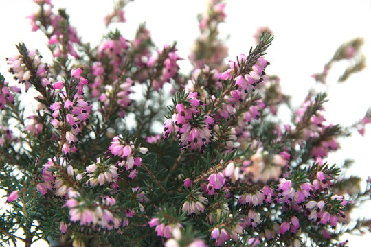 Erica carnea in bloom, the winter heath, winter-flowering heather, spring or alpine heath,  species of flowering plant, on white background
