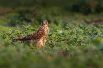 Common Kestrel