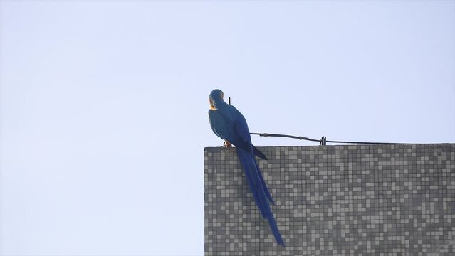 Beautiful wild blue and yellow canine macaw in video