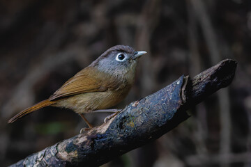 Nepal Fulvetta