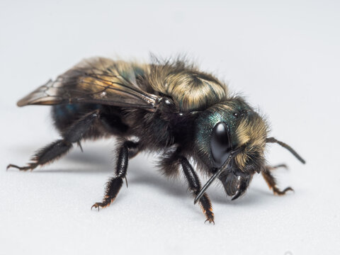 Blue Orchard Mason Bee Female, Osmia lignaria, on White Background Macro