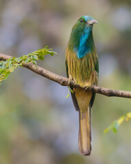 Blue-bearded Bee-eater