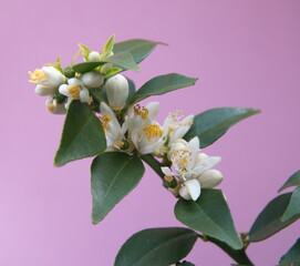 Blossom of chinotto, Citrus myrtifolia, the myrtle-leaved orange tree, exotic ornamental houseplant, on lilac pink  background