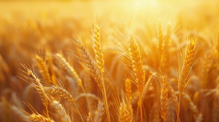 Golden Hued Wheat Field in the Season: A Close-Up with Abstract Bokeh Generative AI