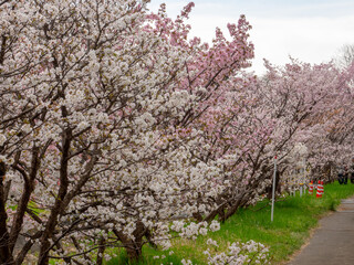 寒地土木研究所の桜（北海道札幌市豊平区）