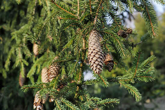 Branch of fir with big cones.