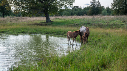 horses in the water