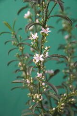Obraz premium Philotheca myoporoides in bloom, Eriostemon myoporoides, long-leaf wax flower, on green background