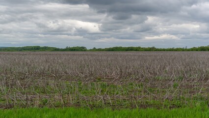 Fototapeta na wymiar mown field with dry grass, cloudy weather