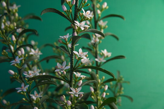 Philotheca myoporoides in bloom, Eriostemon myoporoides,  long-leaf wax flower, on green background