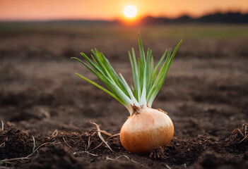 Onion Plant Emerging From Soil. An onion plant is seen sprouting out of the ground, showcasing the natural growth process of a vegetable in a garden or farm setting. - obrazy, fototapety, plakaty