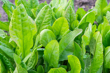 Organic leaf lettuce growing in a community garden.