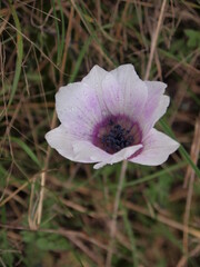 Fototapeta premium Flora and fauna in Bulgaria