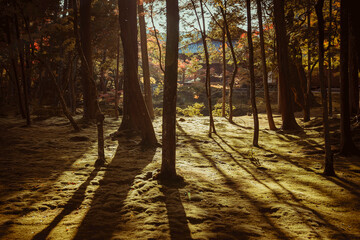 Light and shadow play on a mossy forest floor in Japan, guiding the eye towards a distant, sunlit clearing.