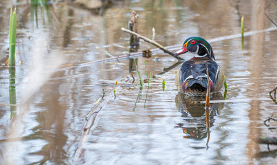 Closeup of a male wood duck swimming in a pond, looking over its shoulder at the camera.