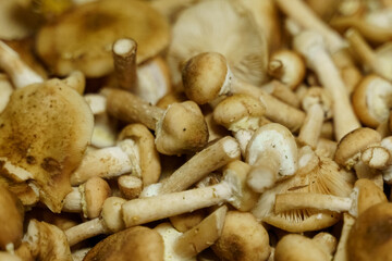 Pile of Mushrooms on Table