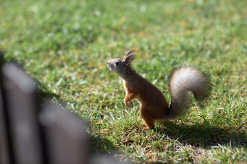 Graceful Encounter, An Enigmatic Squirrel Poised on Hind Legs Amidst the Verdant Splendor