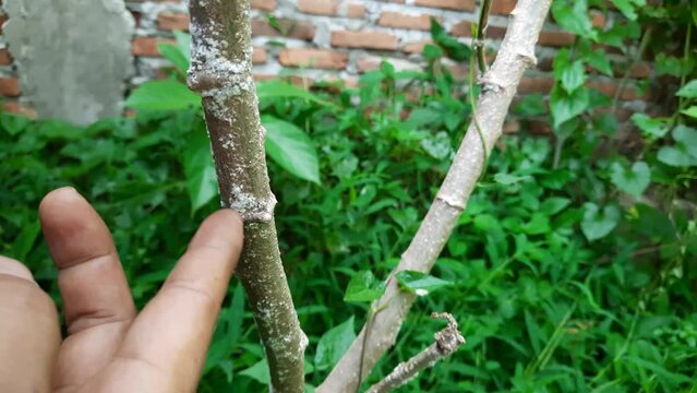 Cassava plant pests