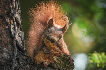 Eichhörnchen frisst ein Stück Baumrinde