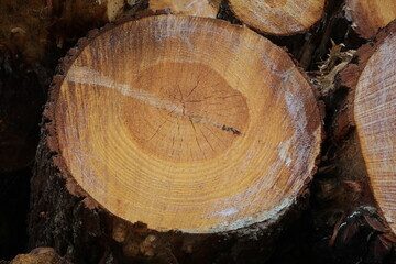 Naklejka premium Baumfällung / Holzfäller - Baumstämme/Baumscheiben/Jahresringe