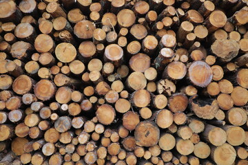 Baumfällung / Holzfäller - Baumstämme/Baumscheiben