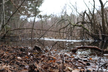 Extreme close-up of water and leaf in Huddinge, Stockholm. At lake Gömmaren. A beautiful recreational area only about 30 minutes from Stockholm city.