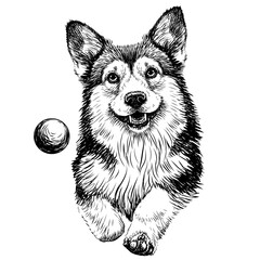 A Pembroke Welsh Corgi dog. A graphic, sketchy image of a dog running after a ball.  - 770061572