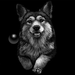 A Pembroke Welsh Corgi dog. A black and white, graphic image of a dog running after a ball.  - 770061578