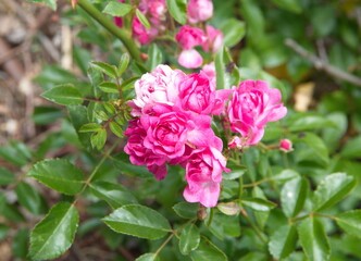 Tiny pink roses,  rose bush in bloom, bouquet of roses