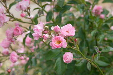 Fototapeta na wymiar Tiny pink roses, rose bush in bloom, bouquet of roses
