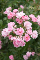 Tiny pink roses,  rose bush in bloom, bouquet of roses
